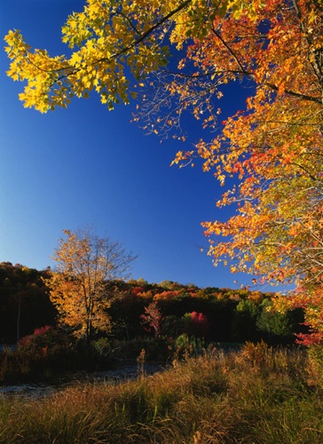 Copperhead Pond, Sussex County, NJ Vert (MF).jpg